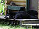 Black bear laying on a cabin porch