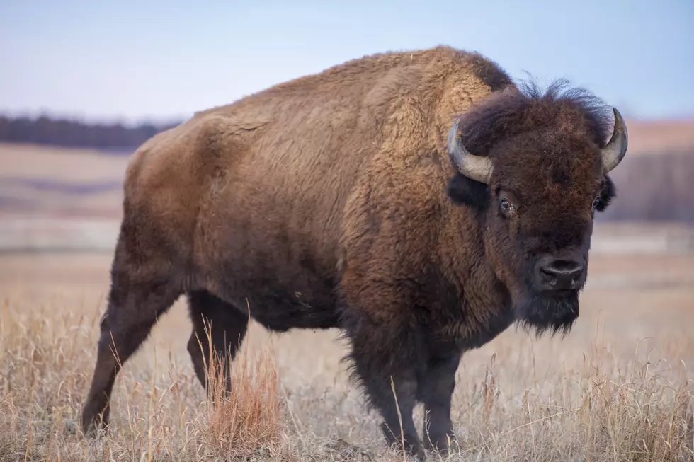 Polis Pushes for Grand Canyon Bison to be Sent to Colorado