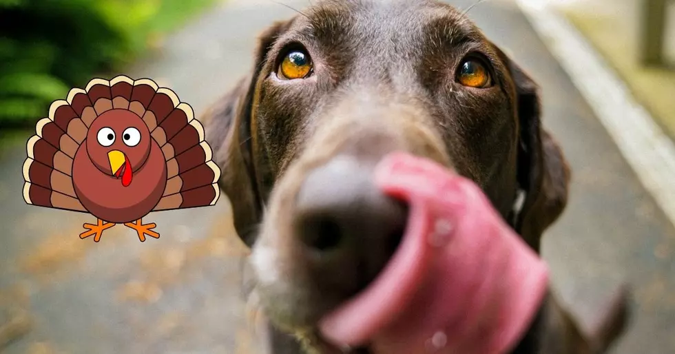 What You Should Or Shouldn’t Feed Your Dogs on Thanksgiving