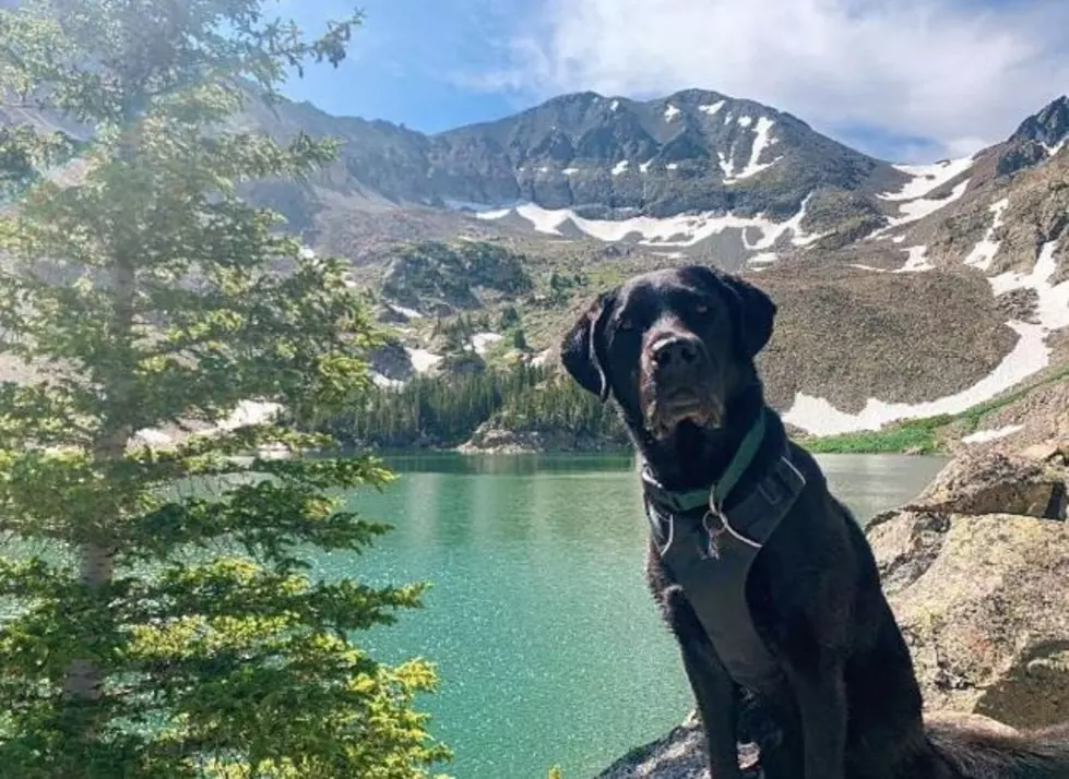 My Dog Rox: NoCo’s Best Hiking Dog Winner