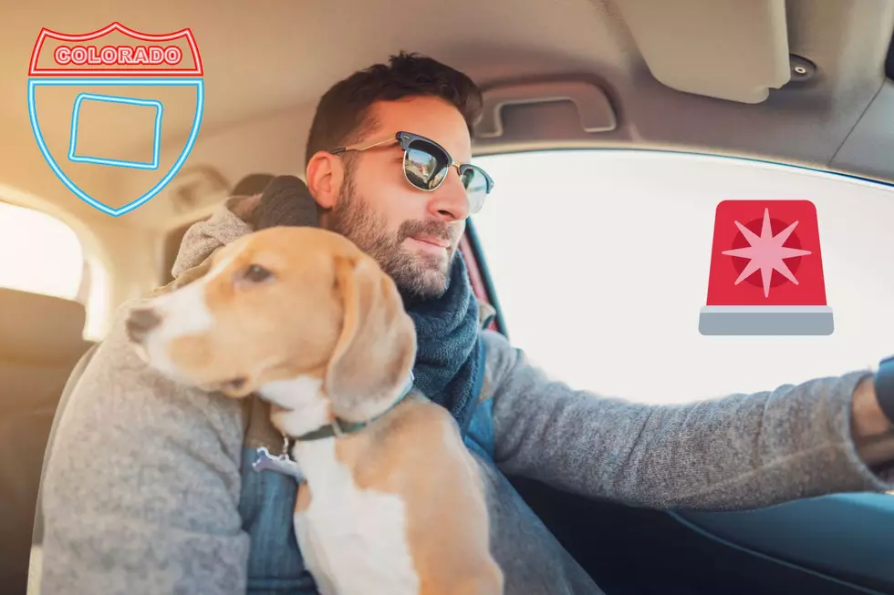 Is it Legal in Colorado to Drive with a Dog on Your Lap?