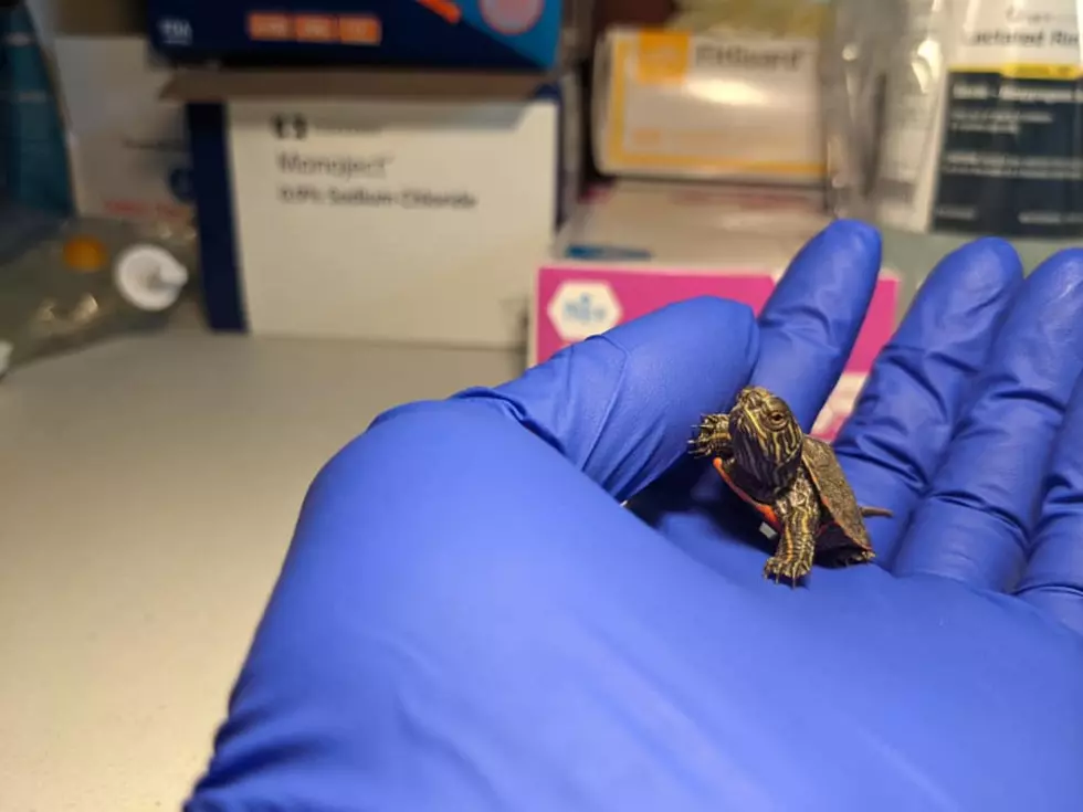 How the Northern Colorado Wildlife Center Helps Local Animals