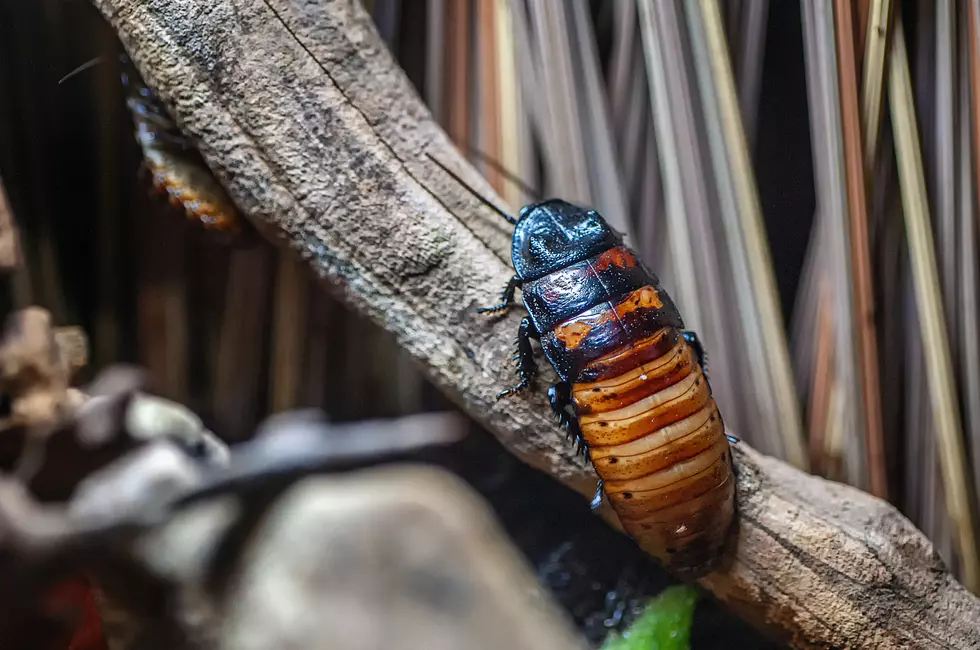 Colorado Is a Good State to Live in if You Hate Cockroaches